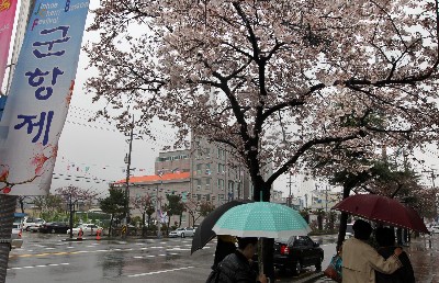 [키워드 세상만사]벚꽃축제