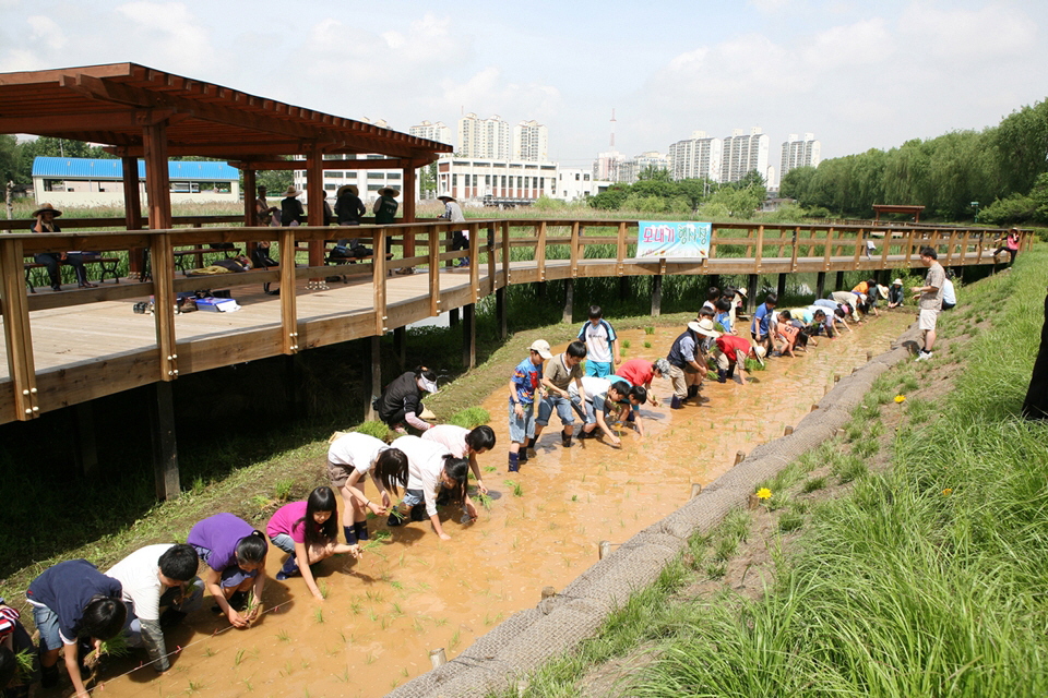 구로구, ‘도심속 모내기’ 행사 펼친다