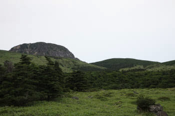 한라산의 해발 1700m 지역에서 만난 구상나무 군락. 멀리 뒷편에 백록담이 보인다.