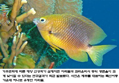 기후변화로 ‘자리돔’이 위험하다