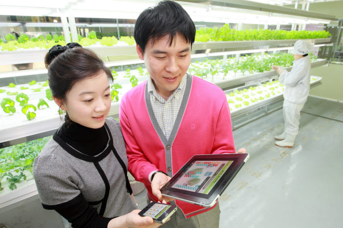 KT는 스마트폰이나 스마트패드로 재배환경과 작물상태를 원격 관리할 수 있는 애플리케이션 `올레 스마트 팜`을 개발했다. 사용자가 농가 시설에서 스마트단말기로 재배환경을 확인하고 있다.  