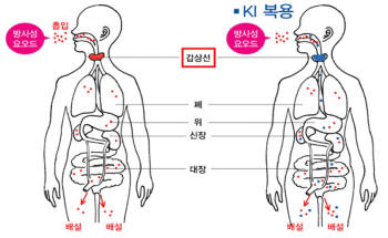 [일본대지진] 방사능 사회문제로 대두(종합 수정)