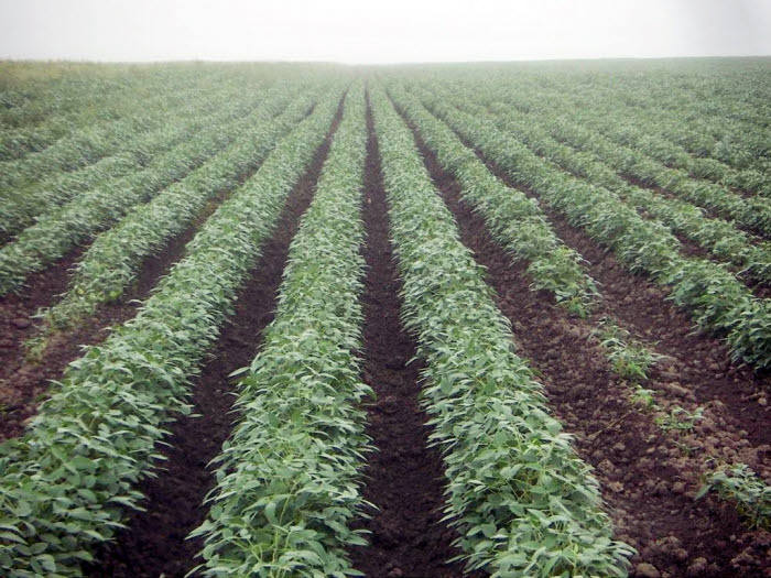 현대중공업이 운영하고 있는 러시아 연해주 하롤스키 라이온 농장의 전경.