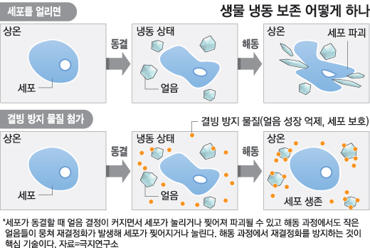 `냉동인간` 부활시킬 단초 찾았다