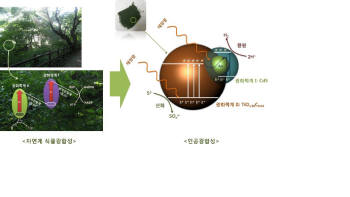 광합성 원리로 물 분해 수소 양산