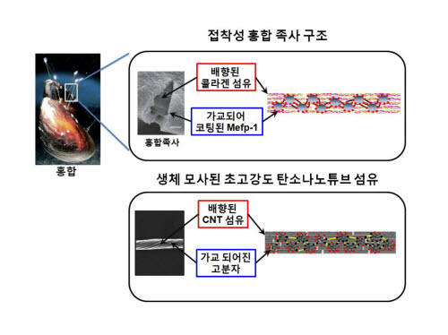 KAIST 초고강도 섬유제조 원천기술 개발