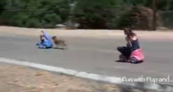 [이슈인채널]개와 소녀의 황당한 대결