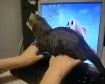 [이슈인채널]키보드에 좀 앉지마…일품 표정 고양이