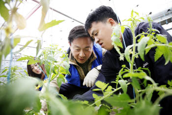 삼성SDS 고순동 사장이 4월 25일 경기도 파주에 위치한 교남어유지동산에서 지적장애인, 봉사리더와 함께 토마토가 잘 자랄 수 있도록 유인작업과 순따기를 하고 있다.