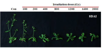 감마선에 노출되지 않은 애기장대(왼쪽)와 달리 감마선에 노출된 애기장대는 감마선의 세기에 비례해 생육이 저하돼 일차적으로는 육안으로도 감마선 누출 여부를 확인할 수 있다.