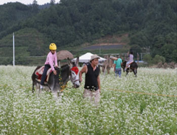 봉평 메밀꽃밭