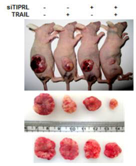 티아이피알엘 단백질의 항암효과를 보여주는 마우스 실험 사진.