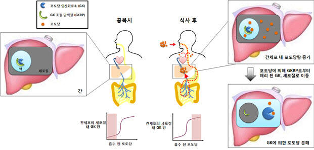 KAIST, 간에서의 혈당조절 규명