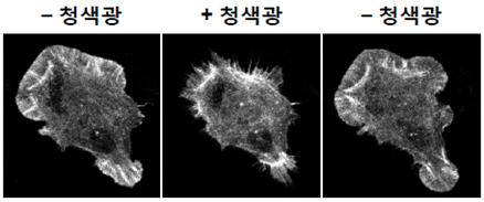 세포에 청색광을 쬐어 특정 단백질 기능을 저해하면 세포의 모양을 줄였다 늘였다 하며 조절할 수 있다.