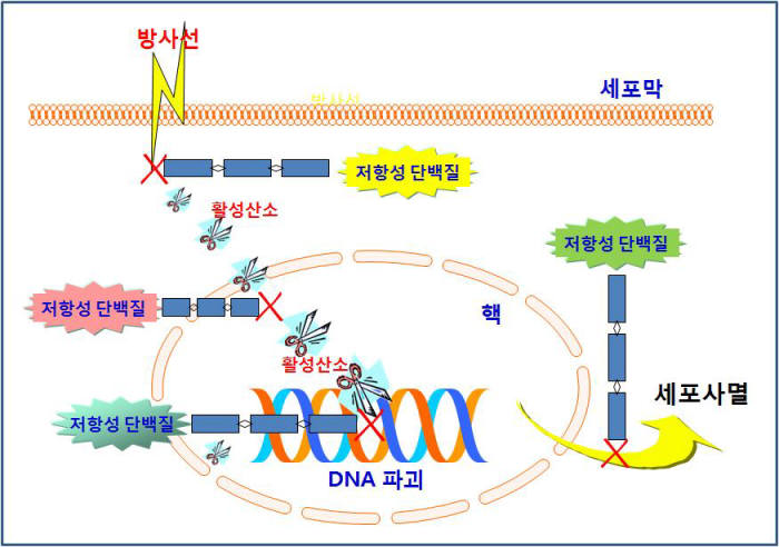 개념도