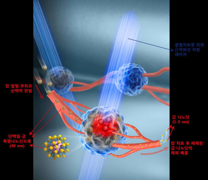 암 발병 부위로의 선택적 전달과 광열치료, 이후 금 나노닷의 체외 배출로 이어지는 단백질-금 복합 나노신소재의 작용 모식도.