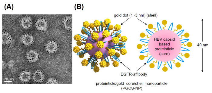 단백질-금 복합 나노신소재의 투과전자현미경 사진과 모식도