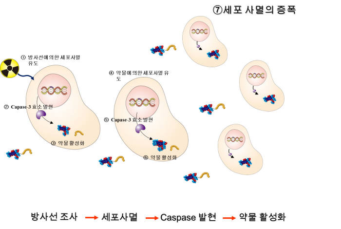 특정 표현형 유도 후 선택적으로 활성화되는 항암제를 사용하는 암 치료 시스템 개념도.