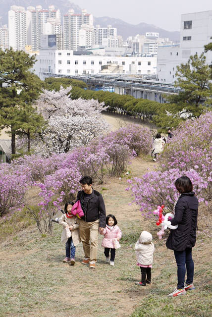 2014년 효성 안양공장 진달래동산에서 시민들이 진달래를 구경하고 있다.