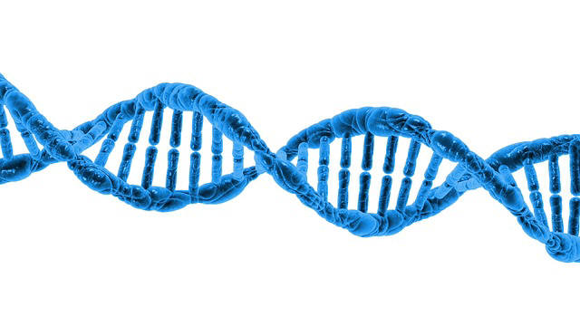 중국 과학진이 세계 처음으로 인간 배아(수정란)의 유전자(DNA)를 수정해냈다. <사진=구글>