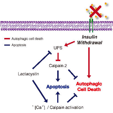 인슐린 제거 시 성체해마줄기세포사멸에서 칼페인의 역할을 설명한 그림.