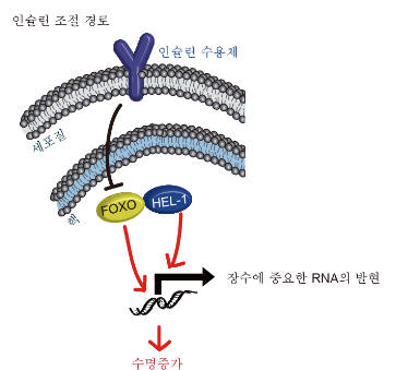 노화 및 수명 조절에 관한 인슐린 조절 경로에서 HEL-1과 FOXO 상호작용에 의한 조절 기전을 보여주는 그림