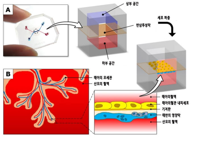 분당서울대병원, 국내 의료기술로 인공태반 칩 세계 최초 개발