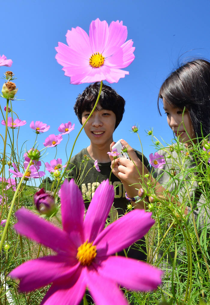 가을 전령 코스모스, 스마트폰에 담아요