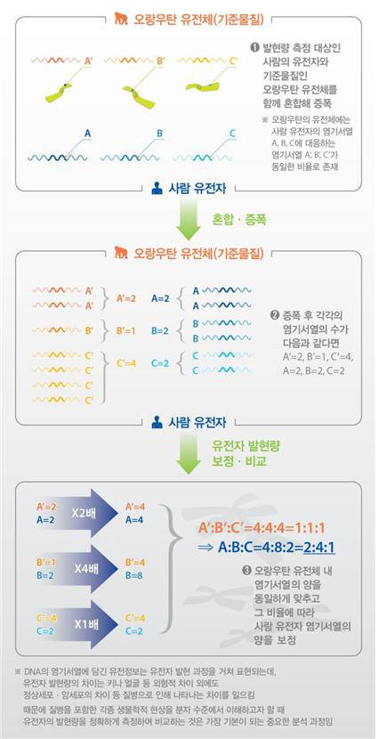 오랑우탄 유전자 발현량 모식도.