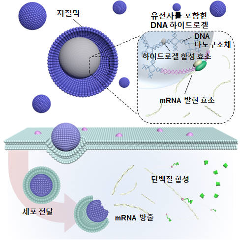 기존 세포핵을 인공 세포핵으로 대체할 때 핵산(DNA) 하이드로겔에서 전령 RNA를 합성하는 기능을 설명하고 있는 그림. 인공 세포핵 내부에서 전령 RNA 발현 효과를 극대화 시킨 후 세포질로 전달시키면 세포 내 단백질 합성 효율을 크게 높일 수 있다는 것을 성균관대 연구진이 발견했다.