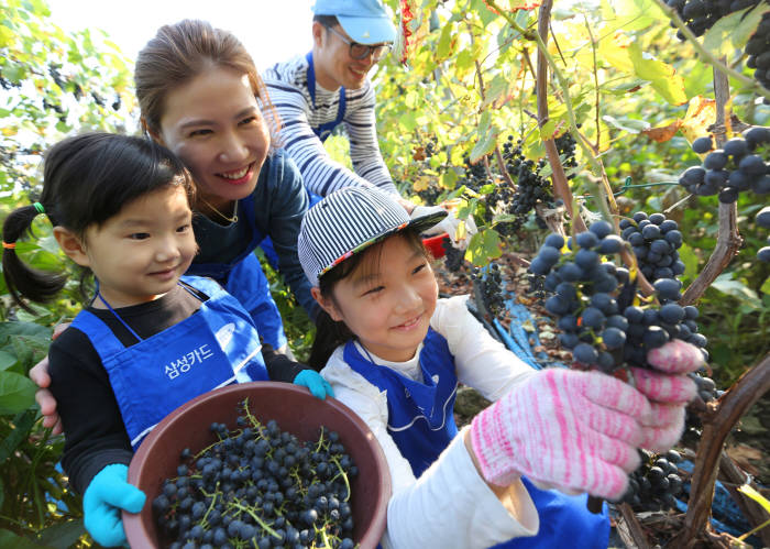 삼성카드 임직원과 가족이 경기 파주시 산머루마을에서 산머루 수확을 돕고 있다. <사진=삼성>