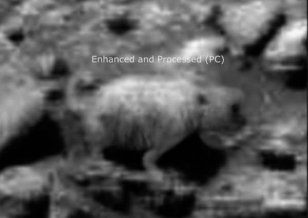 화성에서 발견된 곰모양의 생물형태를 확대해 본 모습. 사진=나사,패러노멀 크루서블 유튜브