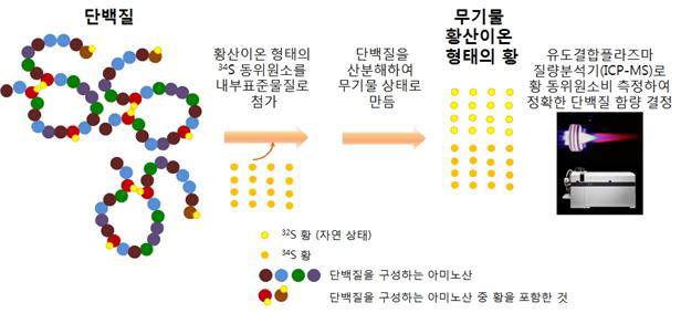 황 원소 함량 측정을 이용한 단백질 정량법 개념도.