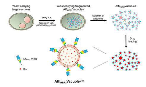 이 기술은 효모에 존재하는 천연 소포체인 액포를 항암제를 전달하는 약물전달체로 이용했다.