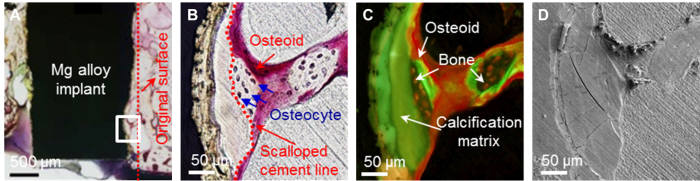 본 연구에서 계층적 분석을 한 조직학적 사진 및 전자현미경사진. 토끼 대퇴골과에 마그네슘 합금 임플란트를 식립하고 8주 후가 되면 최초 임플란트가 체내에서 녹으면서 석회화층과 신생골이 생성되고 있는 것을 관찰 할 수 있다.