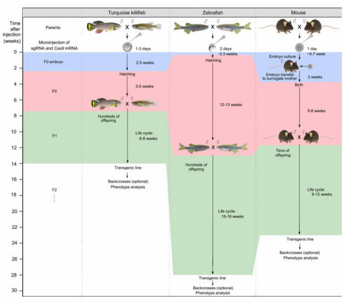 터콰이즈 킬리피쉬, 제브라피쉬, 쥐를 동물 모델로 사용한 노화의 유전적 연구에서 생애전주기 및 유전자 형질 분석을 비교한 그림. 생애주기가 짧은 터콰이즈 킬리피쉬를 동물 모델로 사용하면 유전적, 분자적 분석이 원활하다.