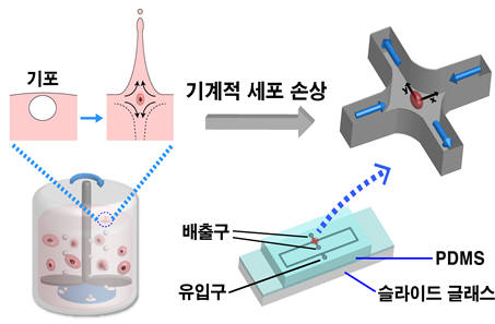 생물 반응기 내에서는 세포 배양에 필수적인 이산화탄소. 산소와 같은 기체가 공급된다. 이 기체 거품이 표면에 도달하면 왼쪽 위 그림과 같이 파열하며 신장유동이 발생하게 된다. 이 과정을 겪는 세포는 기계적인 손상을 받게 되며, 본 연구진은 이 과정을 미세유체공학 환경 하에서 정교하게 모사할 수 있는 기술을 개발했다.