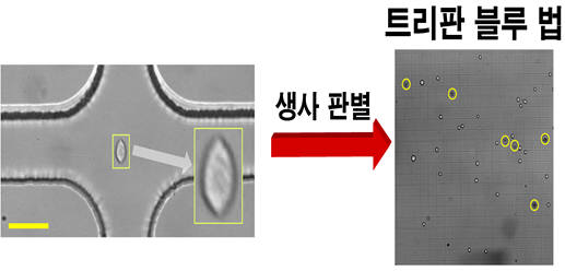 십자구간 내의 정체구간에서는 세포가 강한 신장 응력을 받기 때문에 왼쪽 그림과 같이 타원형으로 늘어나게 되며 이 과정이 심해지면 손상을 받게 된다. 오른쪽 그림은 trypan blue 용액을 이용한 세포생사판별시험의 대표적인 사진이다. 이 용액을 처리하면 건강한 세포는 그 윤곽이 뚜렷하고 투명하게 보이는 반면, 노란 원으로 표시된 손상된 세포는 세포 안쪽이 진하게 염색 되는 것일 확인 할 수 있다.