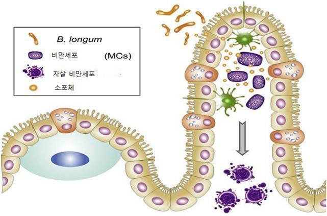 비피더스균에 의한 식품 알레르기 완화 기작.비피더스균 KACC 91563(B. longum)은 박테리아 자체보다 크기가 작은 소포체(EVs) 형태로 장 조직 안으로 유입돼, 알레르기반응의 주요 인자인 비만세포(mast cell)를 선택적으로 세포 자살하게 함으로써 알레르기 반응을 완화시킨다.