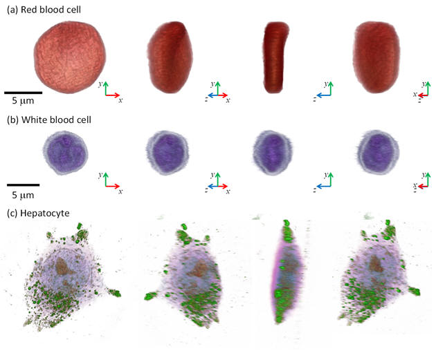 토모큐브사의 현미경으로 측정한 다양한 세포의 3차원 영상(적혈구, 백혈구, 간세포).