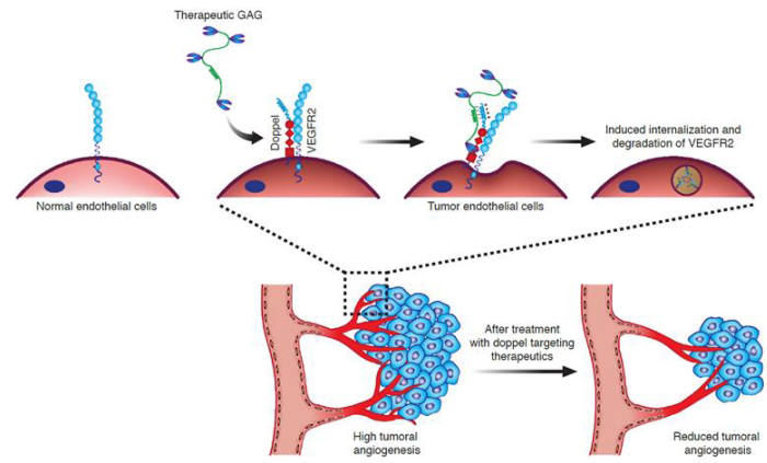 암혈관 특이 단백질(Doppel) 을 적중하는 암 치료 기전. 암조직의 혈관만을 선택적으로 적중해 부작용이 적은 항암제의 개발이 기대된다.