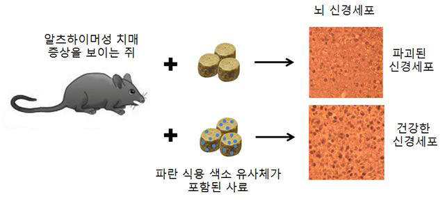 GIST, 식용 색소로 뇌 신경세포 파괴 억제