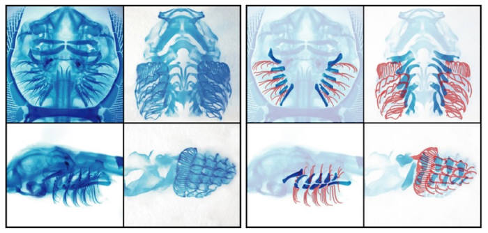 영국 과학자들이 포유류 팔다리가 물고기 아가미 뼈에서 진화했다는 증거를 내놨다. 자료:케임브리지대
