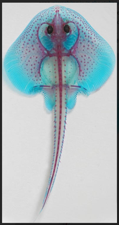 자료:케임브리지대