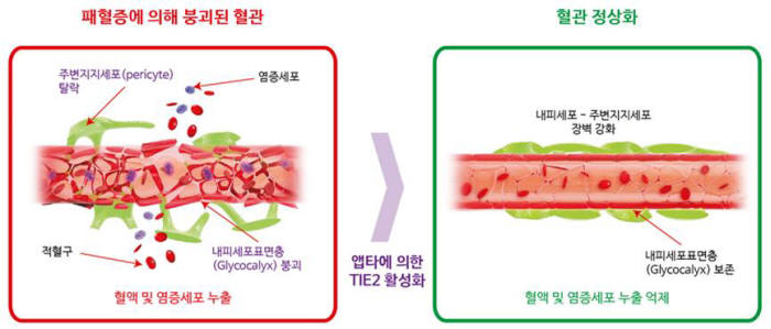 패혈증에 의해 붕괴된 혈관과 타이투(TIE2) 활성화에 의해 정상화된 혈관 비교.