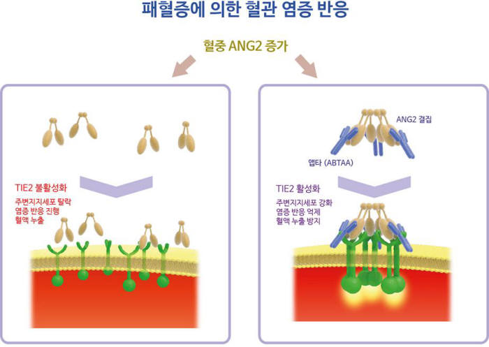 패혈증에 의한 혈관 염증 반응이 일어날때 앱타의 작용 모식도.