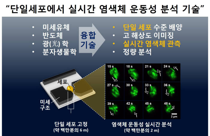 단일세포에서 실시간 염색체 운동성 분석 기술 개념도.
 미세유체, 반도체, 광학등의 공학적 기술과 생화학, 유전학 등의 분자생물학적 기술을 융합해 단일세포 내 단일 염색체의 운동성을 실시간 분석 할 수 있다. 또 염색체의 운동성에 영향을 주는 인자를 규명할 수 있는 새로운 융합 분석기술이다.