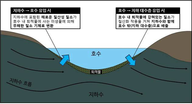 호수 지하수 순환 시 질소 정화 및 배출 개념설명도.