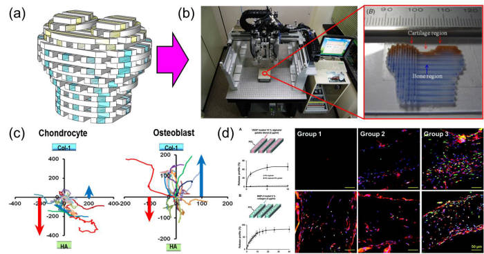 (a) 복합조직 재생을 위한 3D 전조직체
 (b) 3D 조직 장기 프린팅 시스템을 이용한 3D 전조직체의 제작
 (c) 하이드로젤 종류에 따른 세포의 거동 및 활성 변화 규명
 (d) 전조직체 내부의 저산소 영역 내 미세혈관 구축