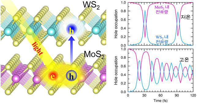 이종 접합 구조에서 빛에 의한 여기 전자와 정공이 이황화몰리브덴에 생성된 후 정공이 이황화텅스텐 영역으로 이동되는 모식도(오른쪽). 두 물질 사이에서 정공의 시간에 따른 움직임을 보여준다. 왼쪽위는 저온, 아래는 고온을 의미한다.